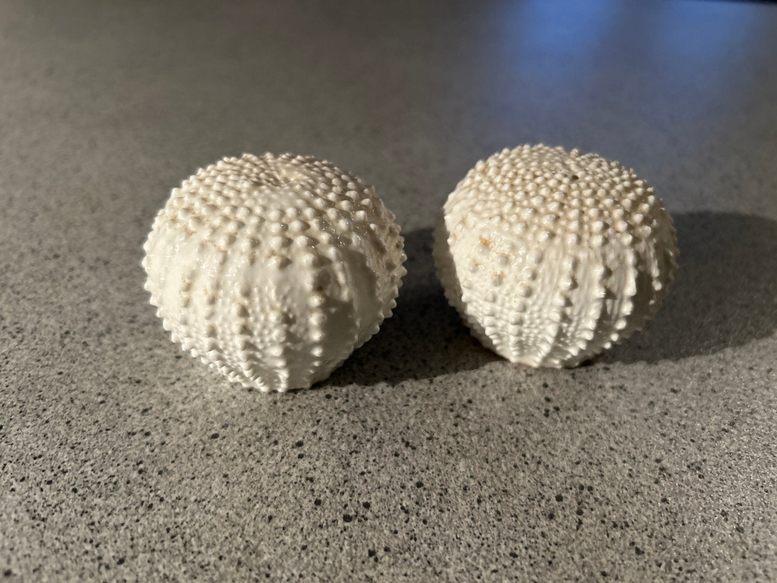 Decoratieve zee-egels - set van 2 (doorsnede 5 cm), Verzamelen, Ophalen of Verzenden, Zo goed als nieuw