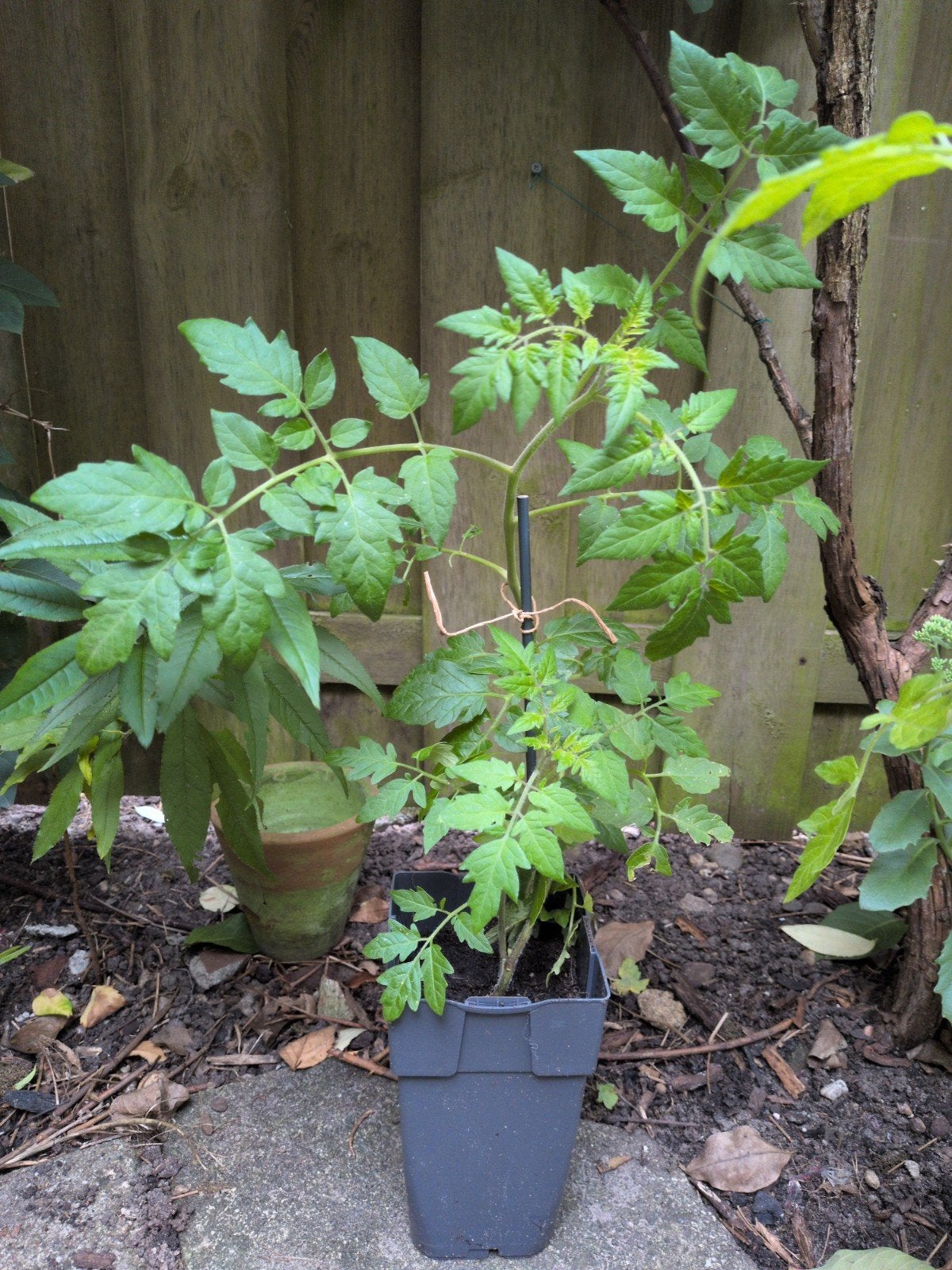 Bio cherry tomaatjes planten, Tuin en Terras, Ophalen, Eenjarig, Groenteplanten, Volle zon