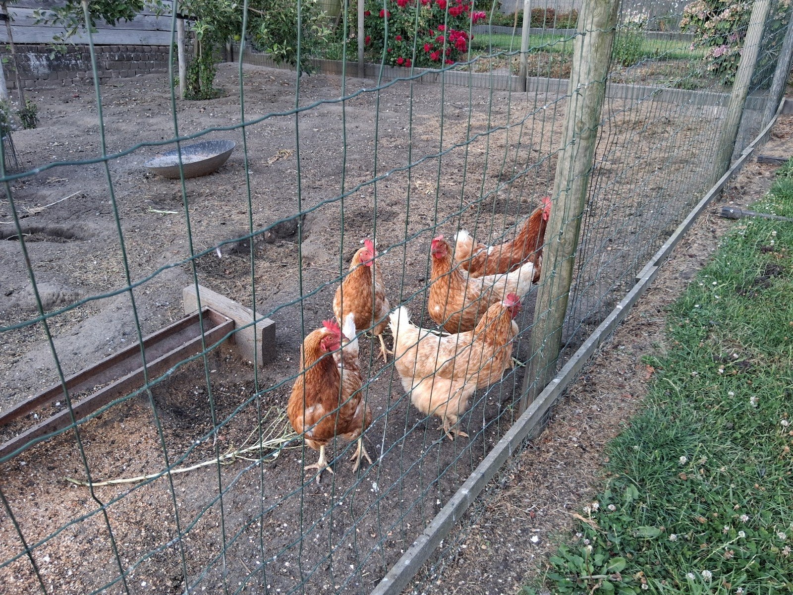 5 kippen, Dieren en Toebehoren, Pluimvee