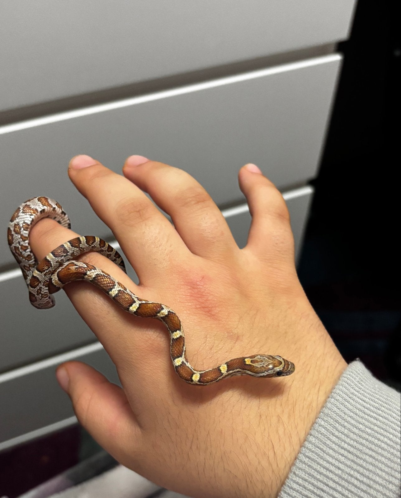 Korenslang Corn Snake photo 5