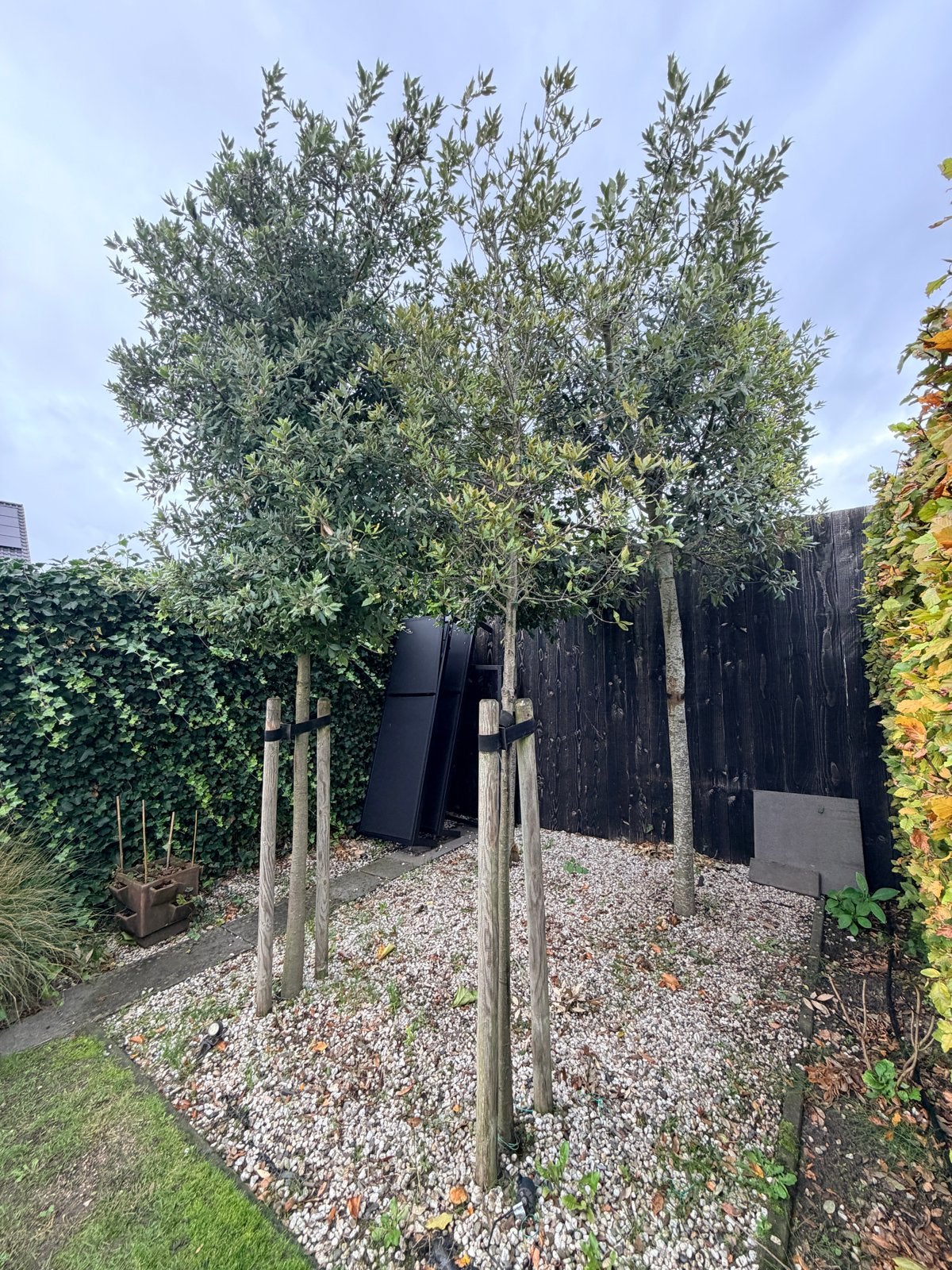 4 Steeneiken (Quercus Ilex) - Wintergroene Bomen steeneik, Volle zon, Bloeit niet, 250 tot 400 cm, Overige soorten