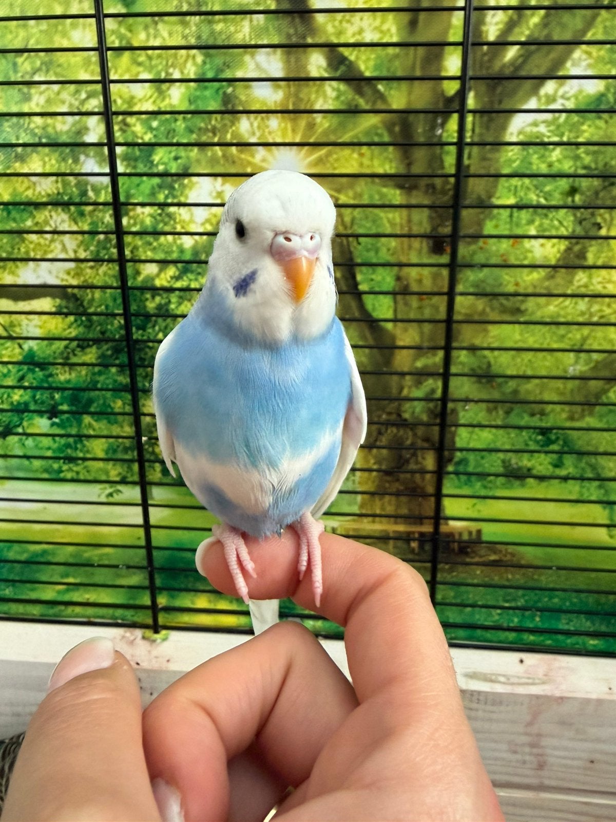 Handtamme baby grasparkiet te koop, Geslacht onbekend, Parkiet, Tam