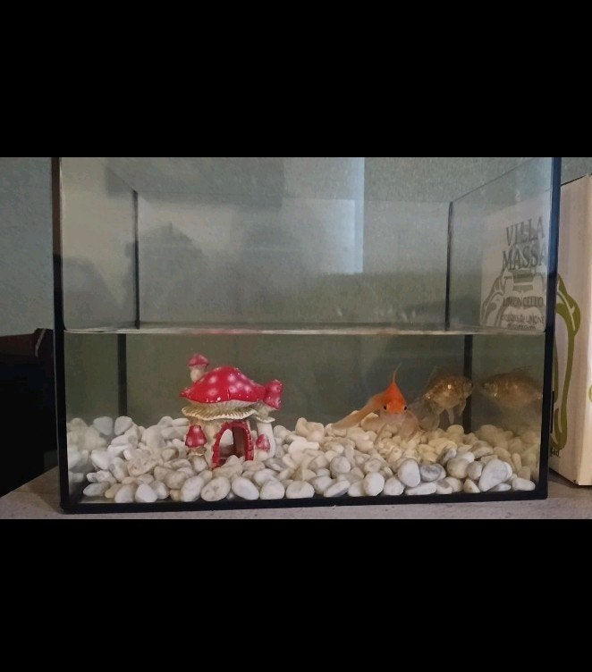 aquarium met pompje en 1 goudvis, Dieren en Toebehoren, Vissen | Aquaria en Toebehoren, Ophalen, Inclusief toebehoren, Zo goed als nieuw