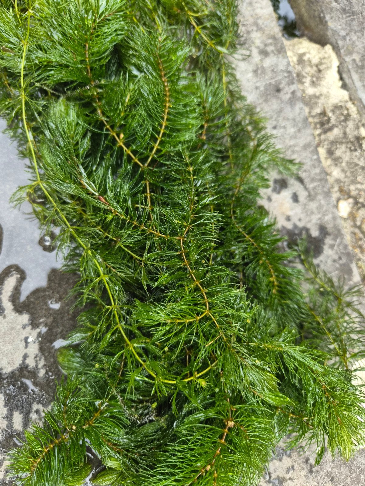 Vijverplant 2 emmers 5 euro! Zuurstofplanten vijver, Tuin en Terras, Vijvers, Ophalen, Nieuw