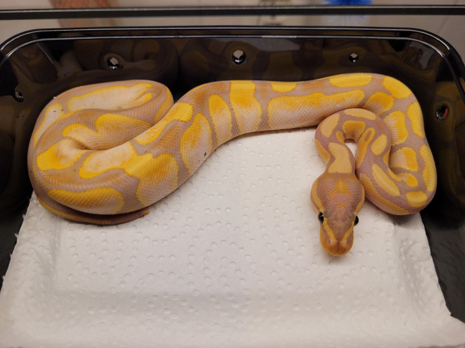 ballpython, Python Regius Coral Glow Sugar 0.1 met terrarium Ball Python - female for sale from Tom