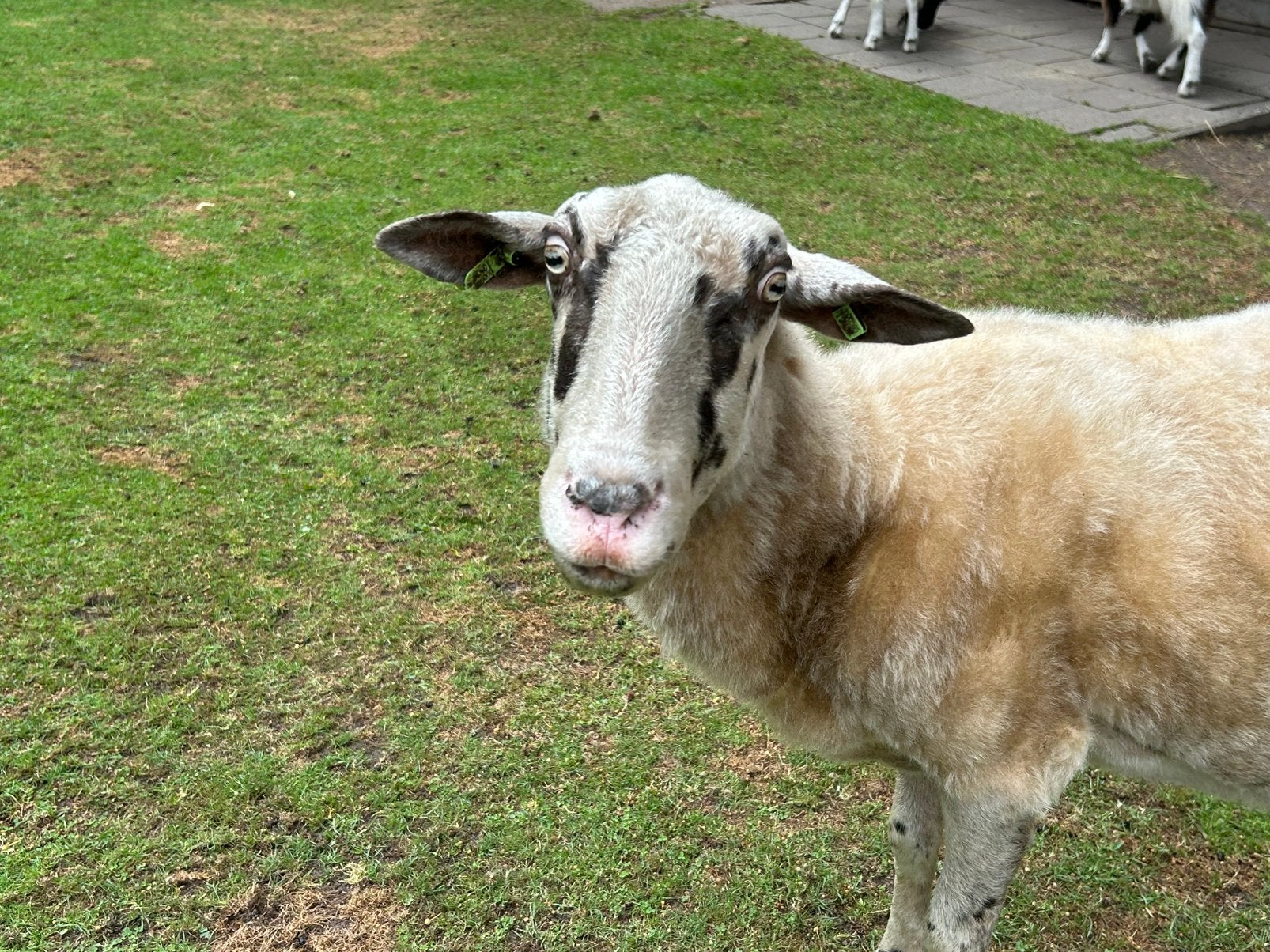 Veluws heideschaap ooi, Dieren en Toebehoren, Schapen, Geiten en Varkens, Vrouwelijk, Schaap