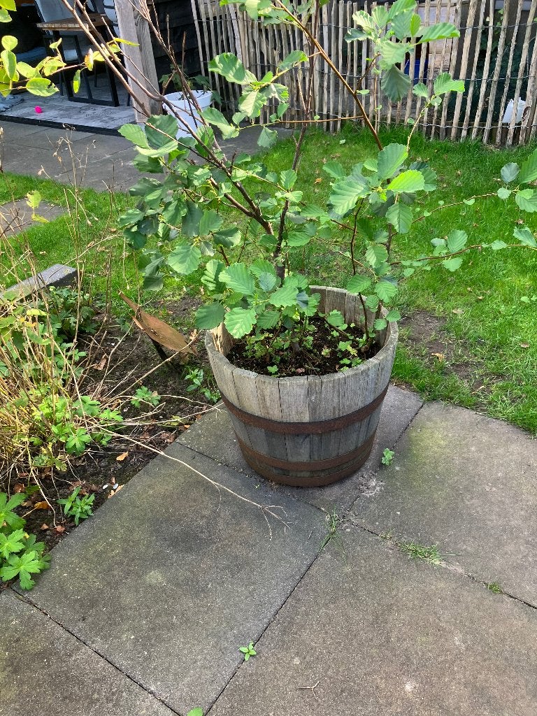 Half wijnvat, Tuin en Terras, Ophalen, Gebruikt, Minder dan 60 cm, Rond