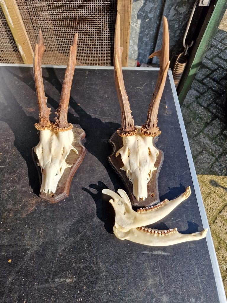 Hertengeweien., Ophalen of Verzenden, Gebruikt, Hert, Schedel