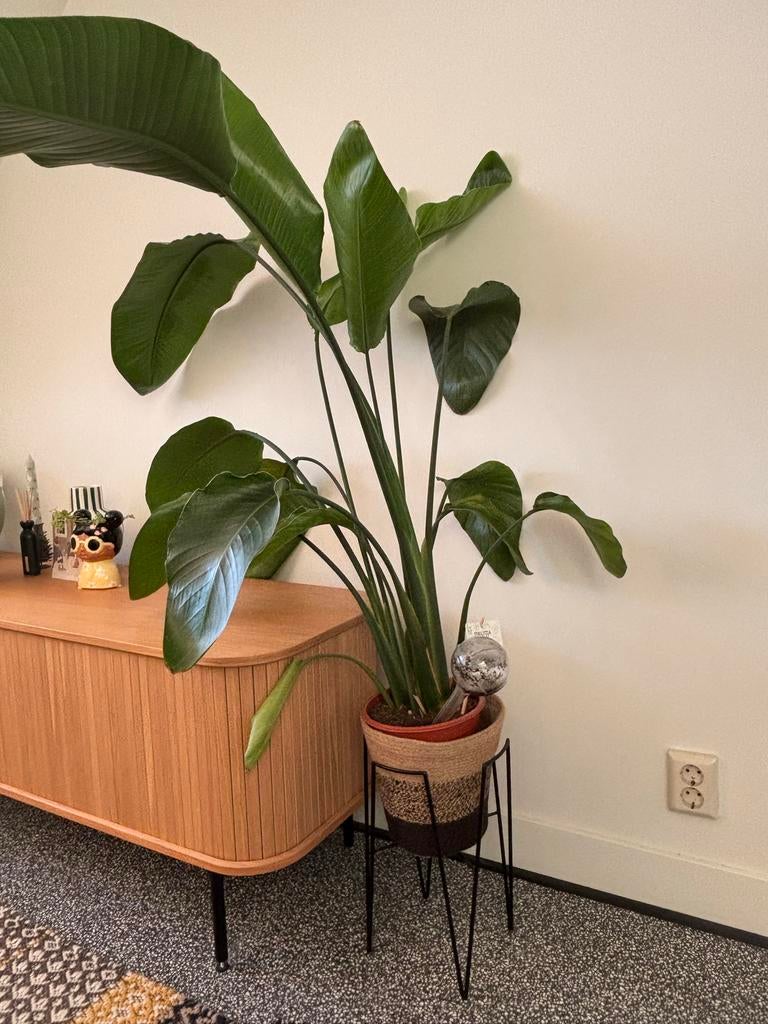 Strelitzia Nicolai - Paradijsvogelplant, Huis en Inrichting, Kamerplanten, Ophalen, Overige soorten, In pot, 150 tot 200 cm