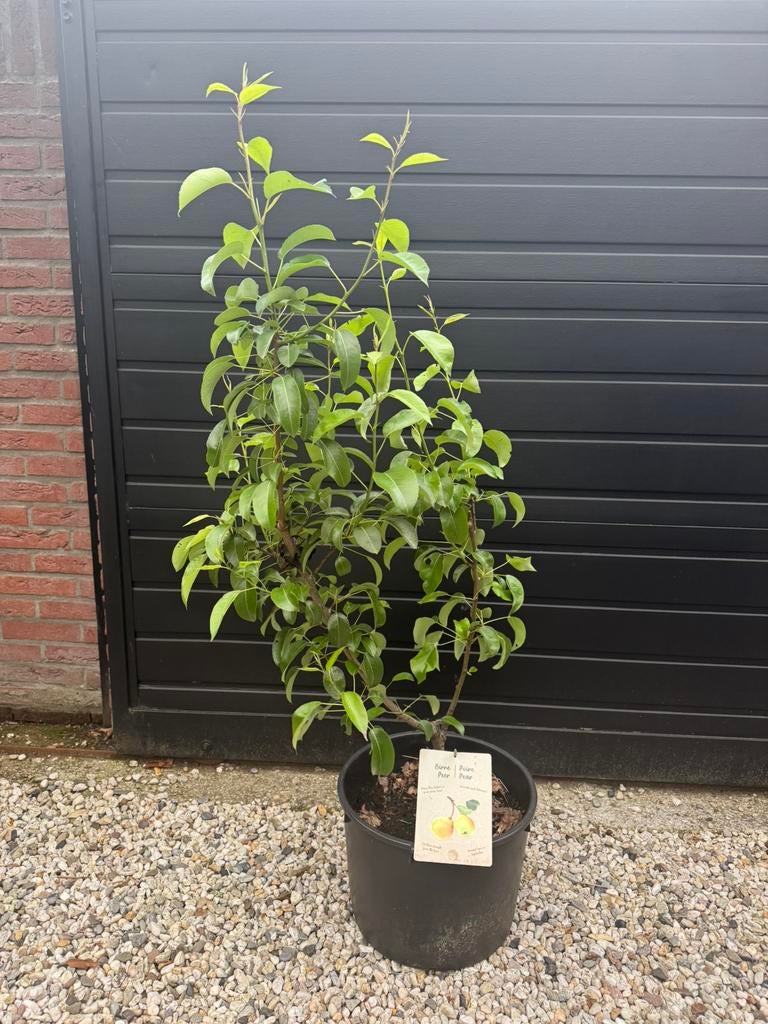 Biologische perenboom, Ophalen, Overige soorten, Minder dan 100 cm