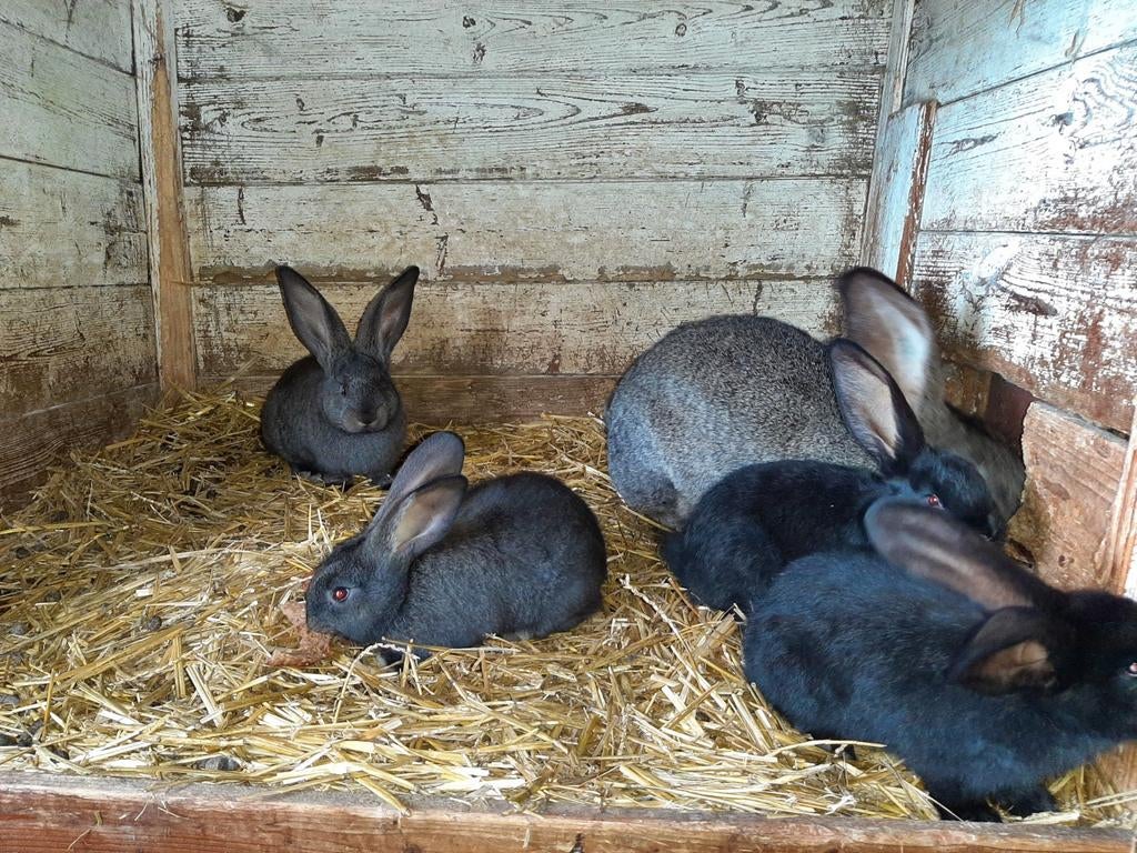 Te koop aangeboden: Vlaamse reus met 4 jongen, Dieren en Toebehoren, Konijnen, Meerdere dieren, Groot, 0 tot 2 jaar