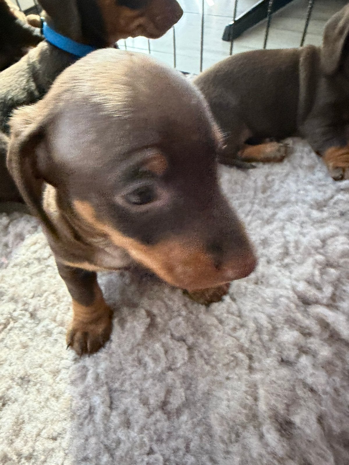 Te koop dwergteckelpupp’s, Dieren en Toebehoren, Honden | Teckels en Dashonden, Parvo, 8 tot 15 weken, Korthaar, Dwerg