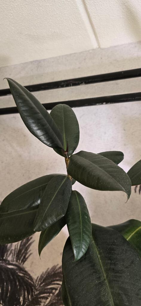 Ficus abijan in pon, Ophalen of Verzenden, Ficus, Halfschaduw, Minder dan 100 cm