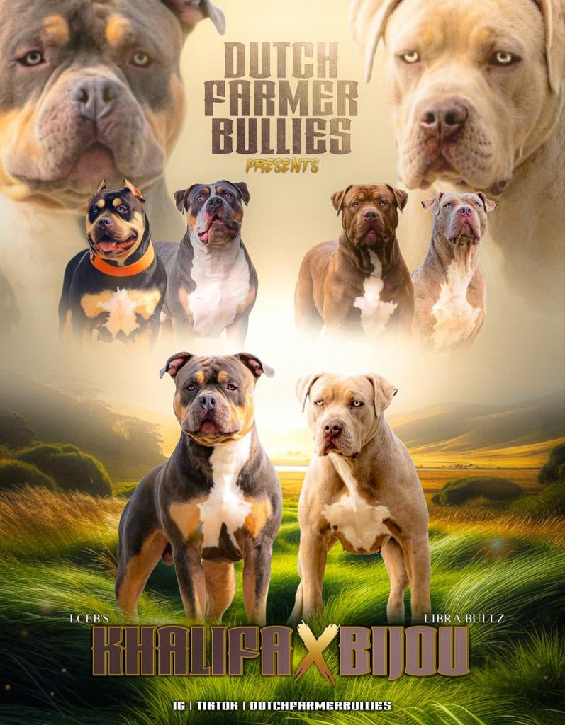 American Bully XL, Dieren en Toebehoren, Honden | Bulldogs, Pinschers en Molossers, Parvo, Overige rassen, 8 tot 15 weken, Meerdere