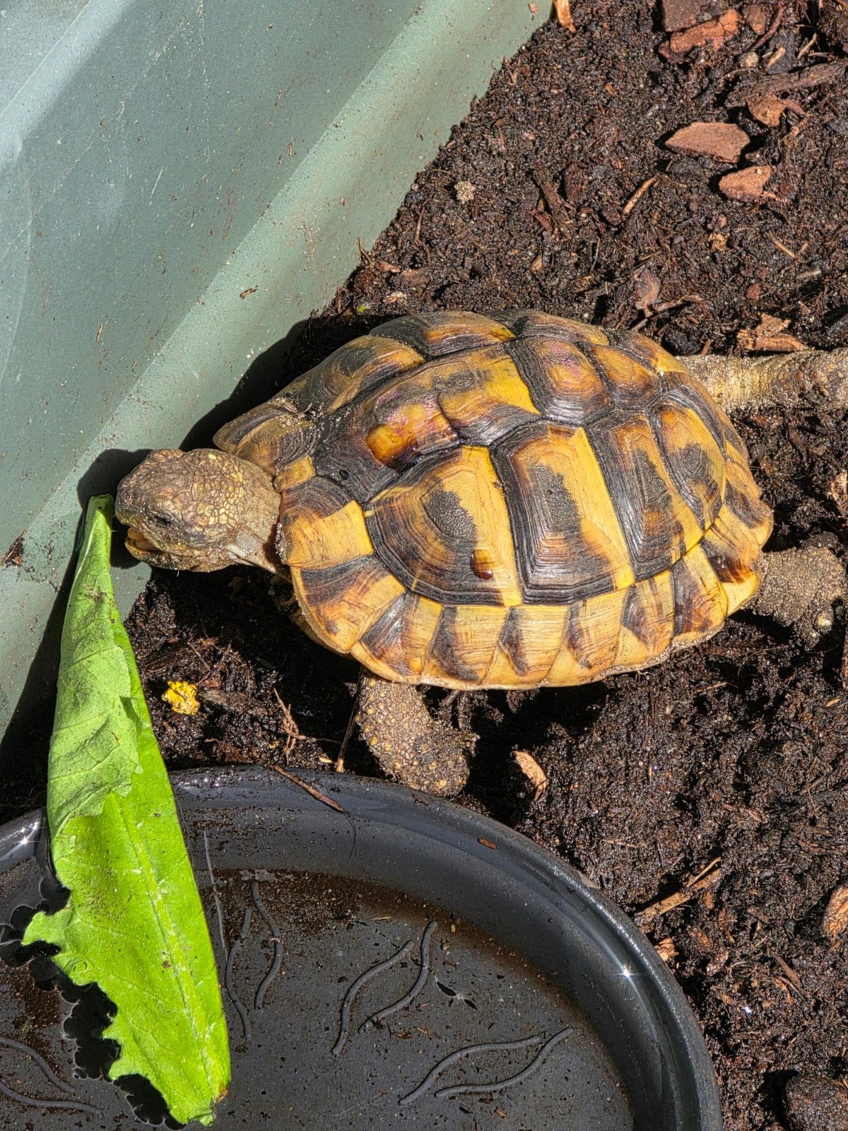 Griekse landschildpad