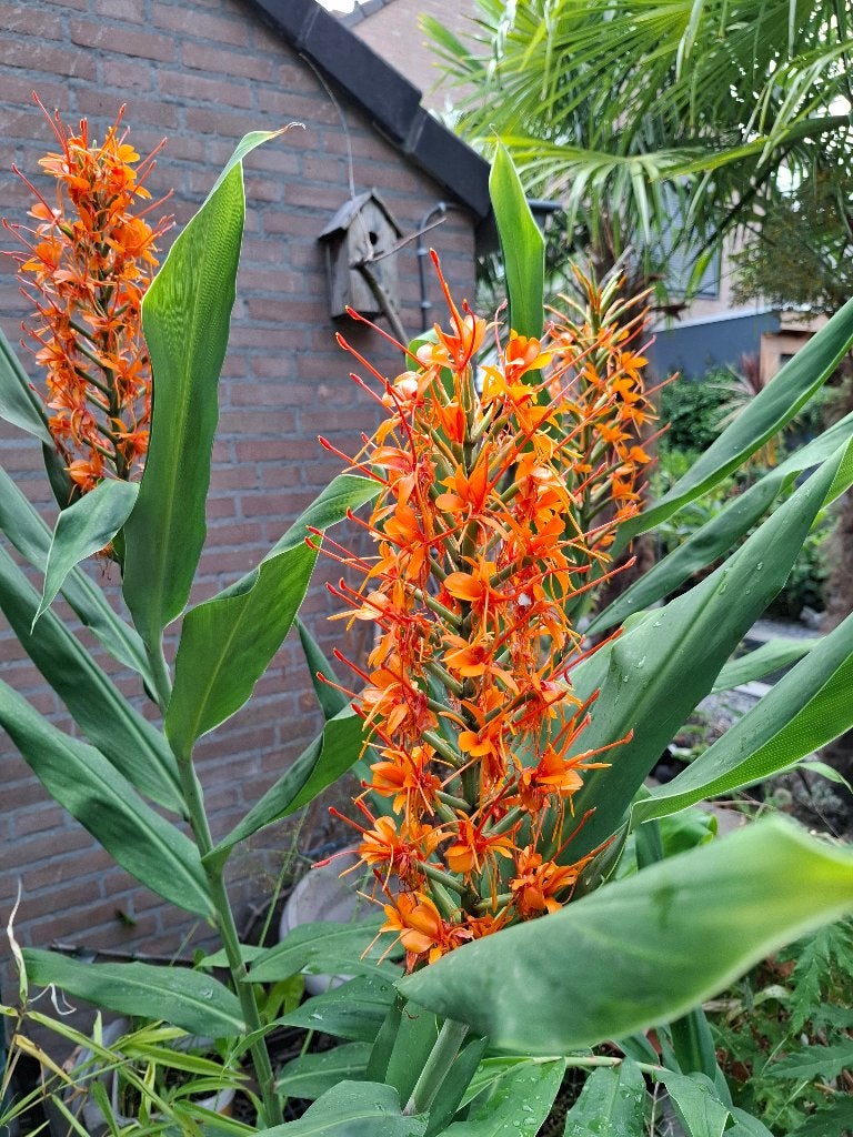 Hedychium coccineum 'Tara, Ophalen, Zomer, Overige soorten, Halfschaduw