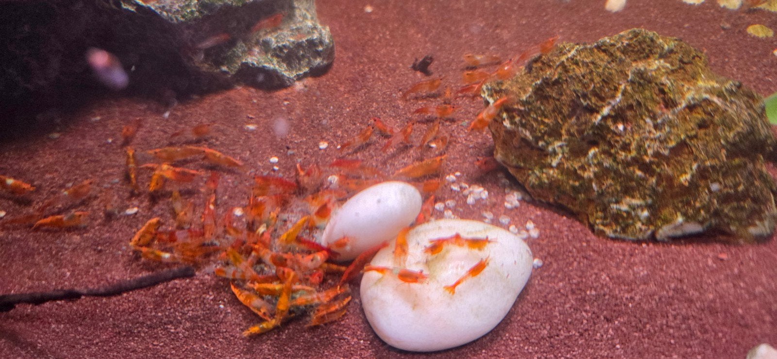 Ruim 150 garnalen. Rilli Oranje  Goede opruimers in aquarium, Dieren en Toebehoren, Kreeft, Krab of Garnaal, Zoetwatervis