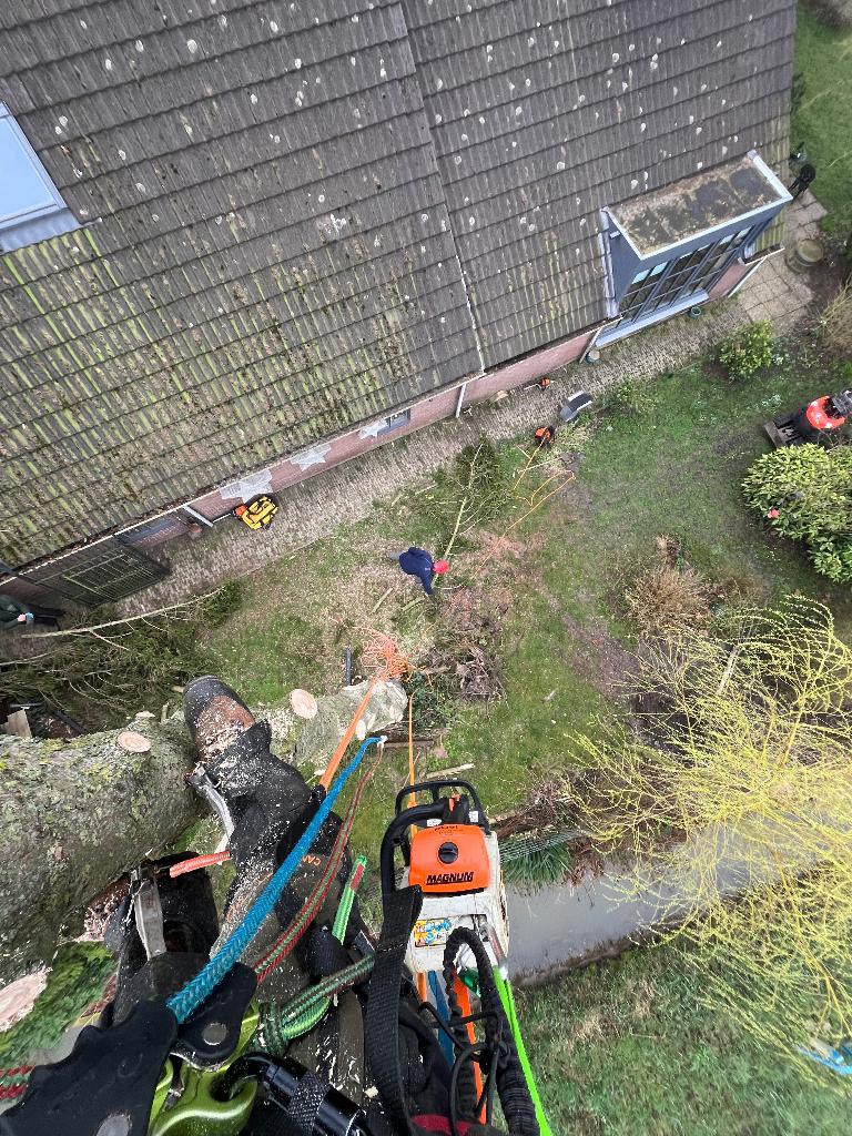 Boomverzorging tuinonderhoud, Tuinonderhoud of Snoeiwerk