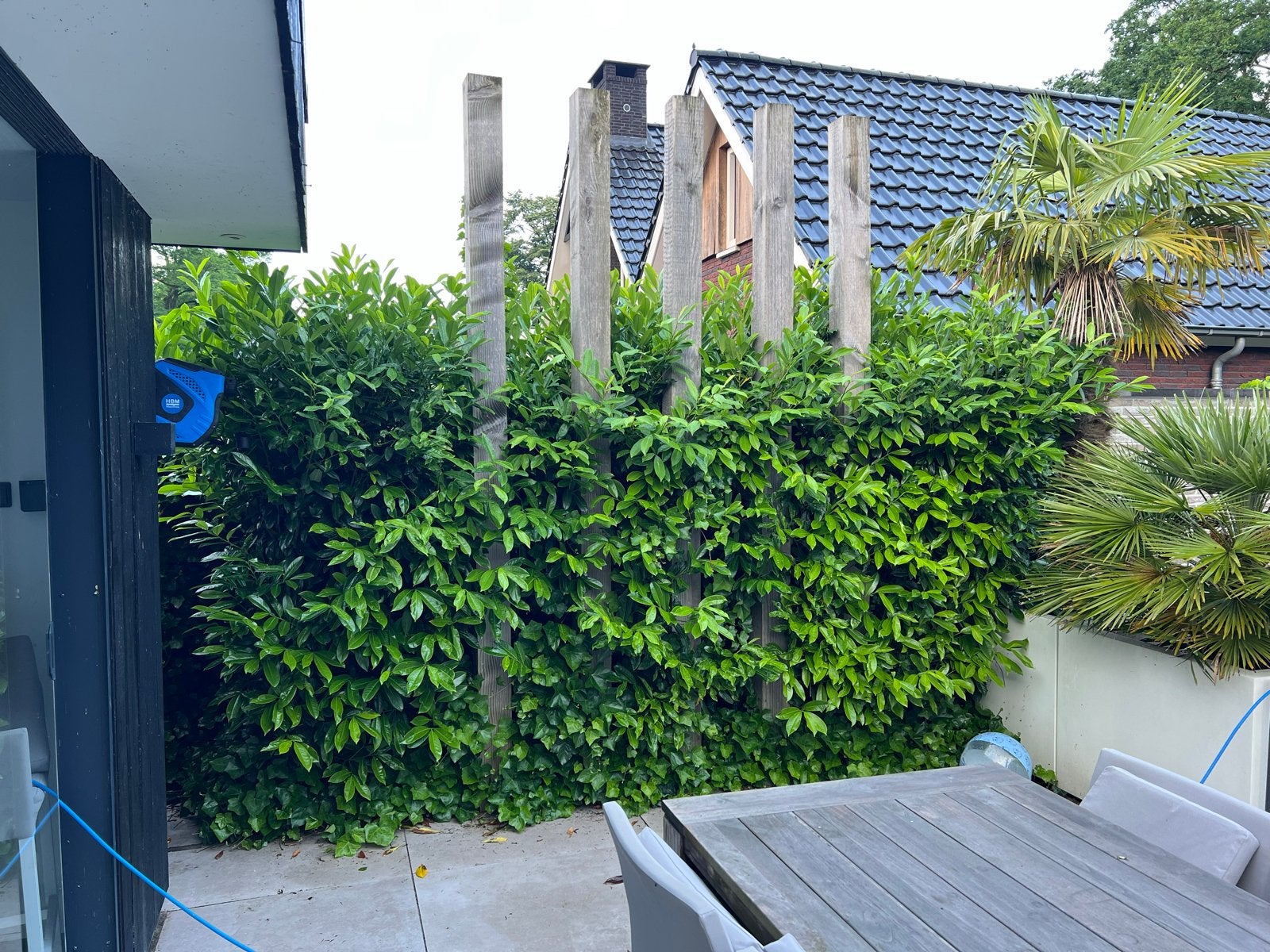 5 Grote Laurier Planten (ca. 2,5m hoog) - Gratis Afhalen, Vaste plant, Bloeit niet, Halfschaduw, Ophalen