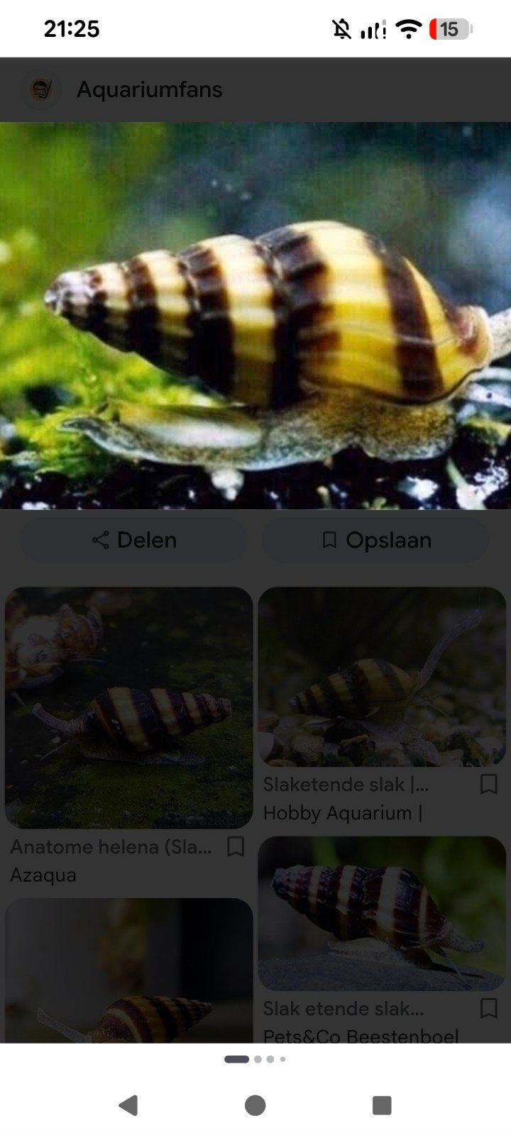 baby versie best wel klein maar ze eten nog steeds slakken, Slak of Weekdier, Zoetwatervis