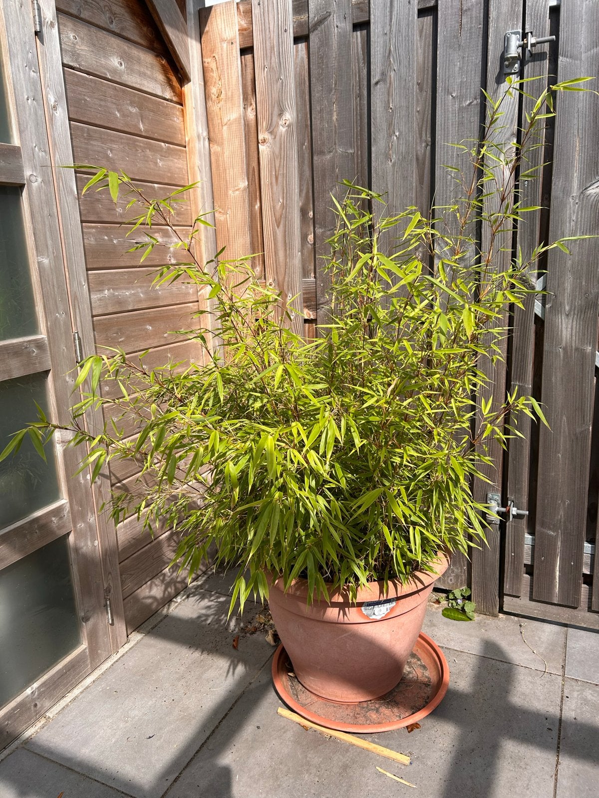 Bamboe in plastic pot - Mooie, onderhoudsvriendelijke plant, Tuin en Terras, Planten | Bomen, Overige soorten, 100 tot 250 cm
