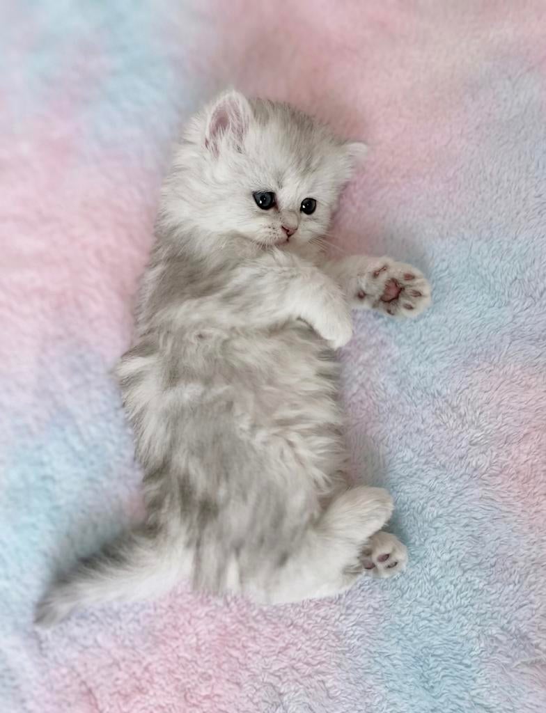 Prachtige Britse Langhaar kittens – ouders DNA-getest, Dieren en Toebehoren, Meerdere dieren, Ontwormd, 0 tot 2 jaar