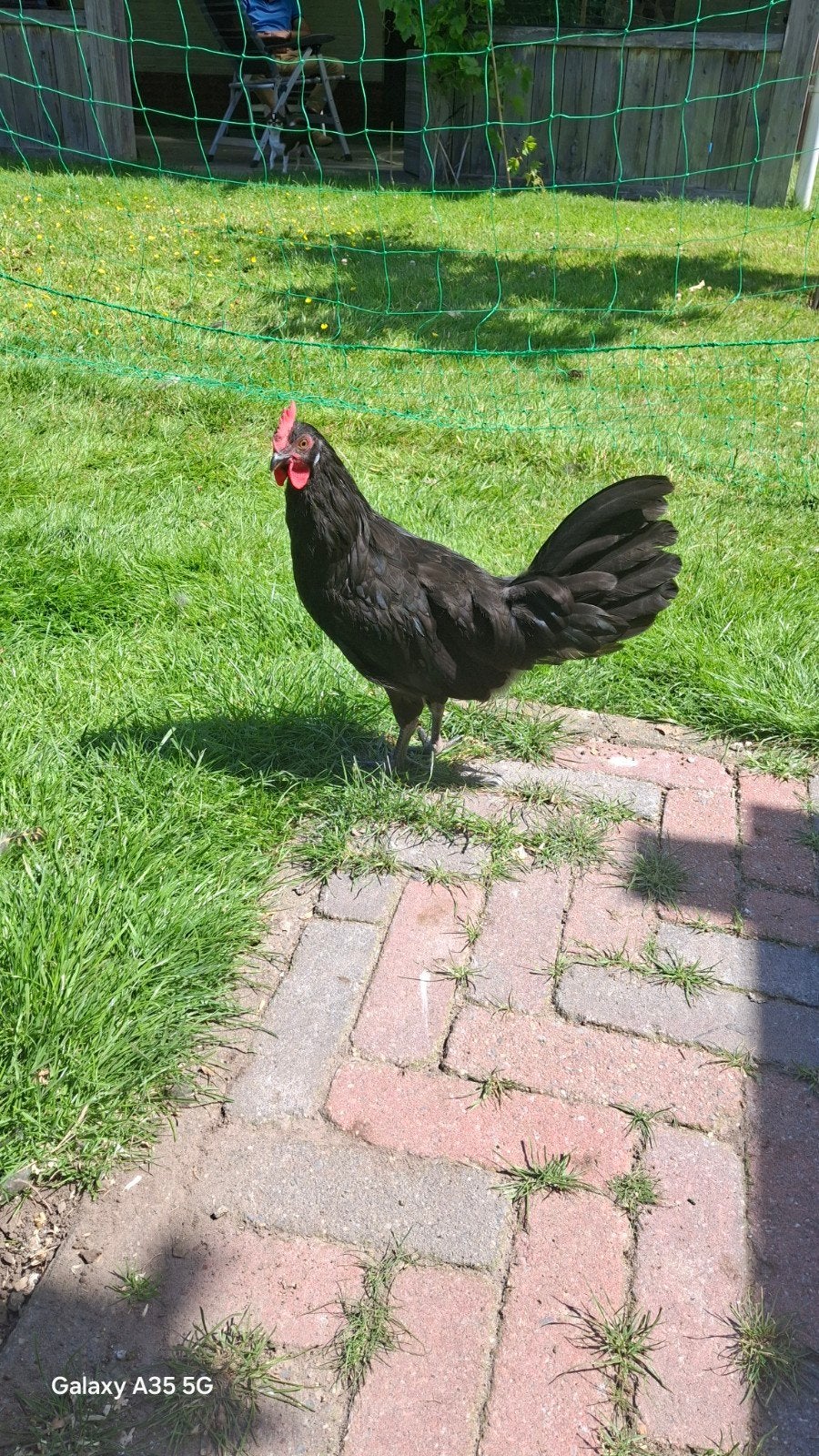 Diverse kleurslagen friese hoen + zwarte haan, Dieren en Toebehoren, Mannelijk, Kip