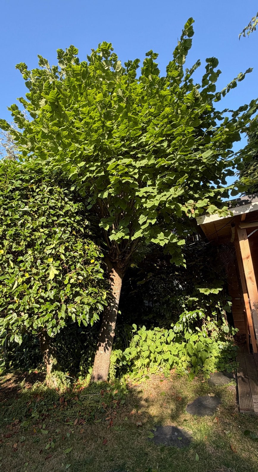 Gratis Grote, Volle Boom voor Tuin of Landschap, Tuin en Terras, Planten | Bomen, Bloeit niet, Overige soorten, 250 tot 400 cm