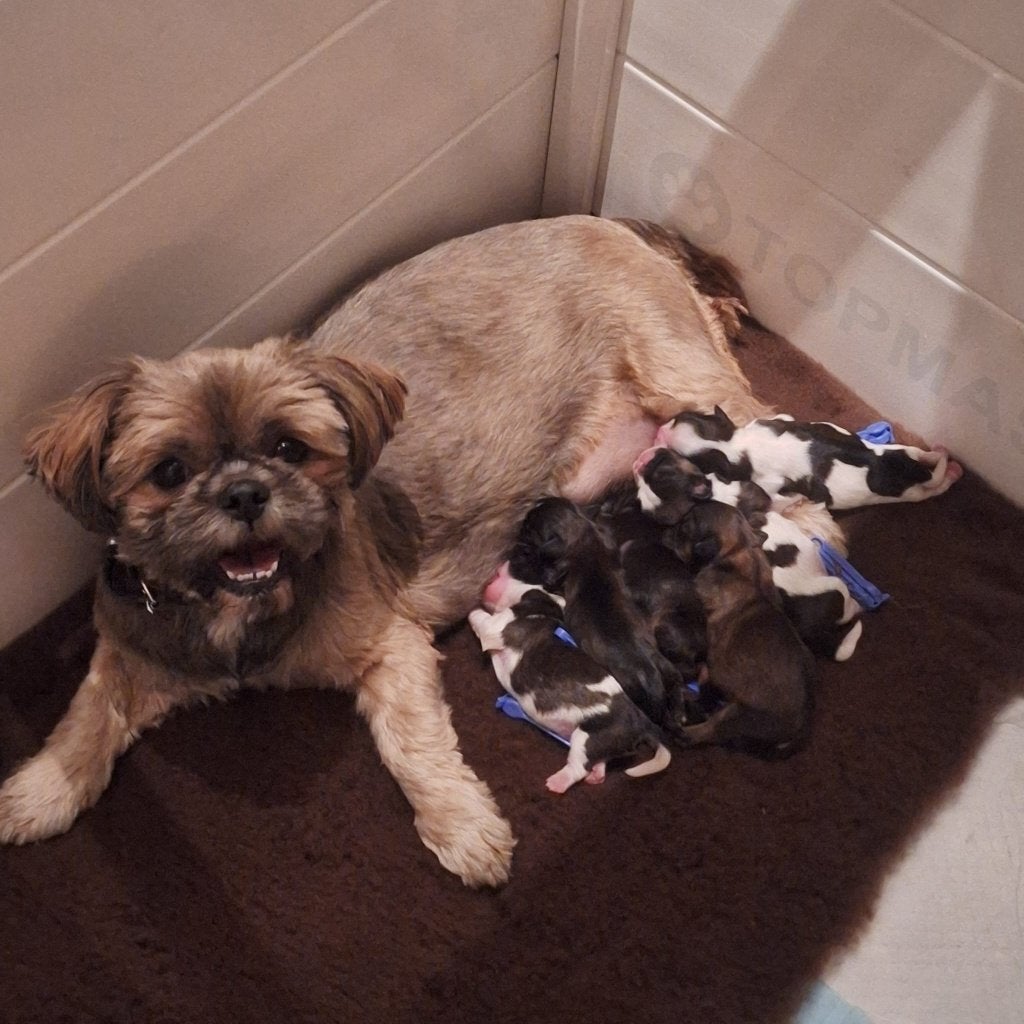 Raszuivere Shih  tzu pups, Overige rassen, 8 tot 15 weken, Meerdere, Meerdere dieren