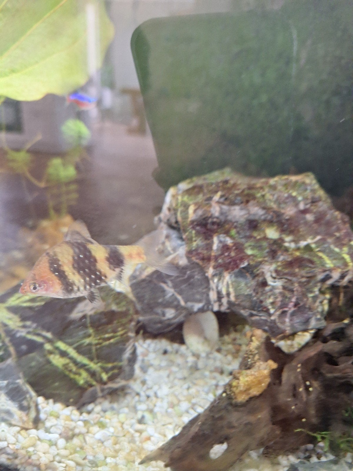Tiger barb vis, Ophalen, Inclusief vissen, Overige typen