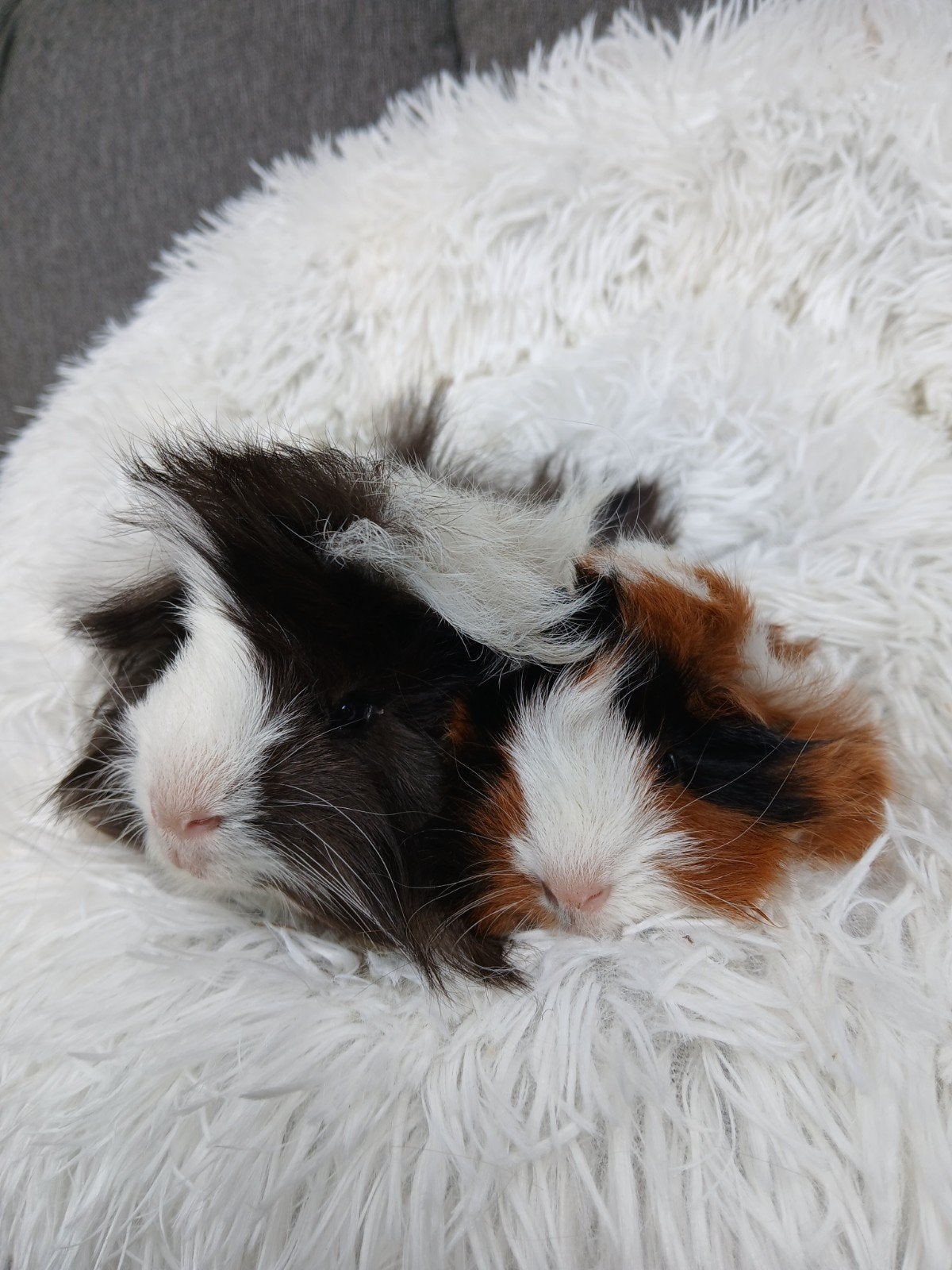Lieve peruvian beertjes, Dieren en Toebehoren, Knaagdieren, Mei, Mannelijk, Cavia