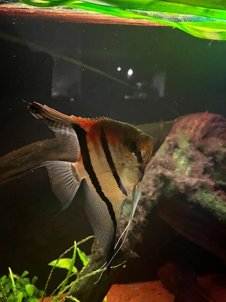 Volwassen Manacapuru maanvissen, Dieren en Toebehoren, Vissen | Aquariumvissen, Vis