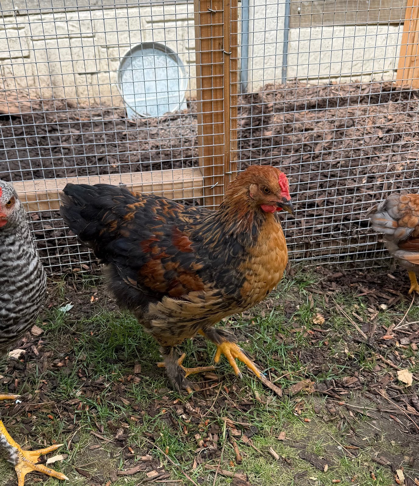 Hanen beschikbaar, Dieren en Toebehoren, Pluimvee, Mannelijk, Kip