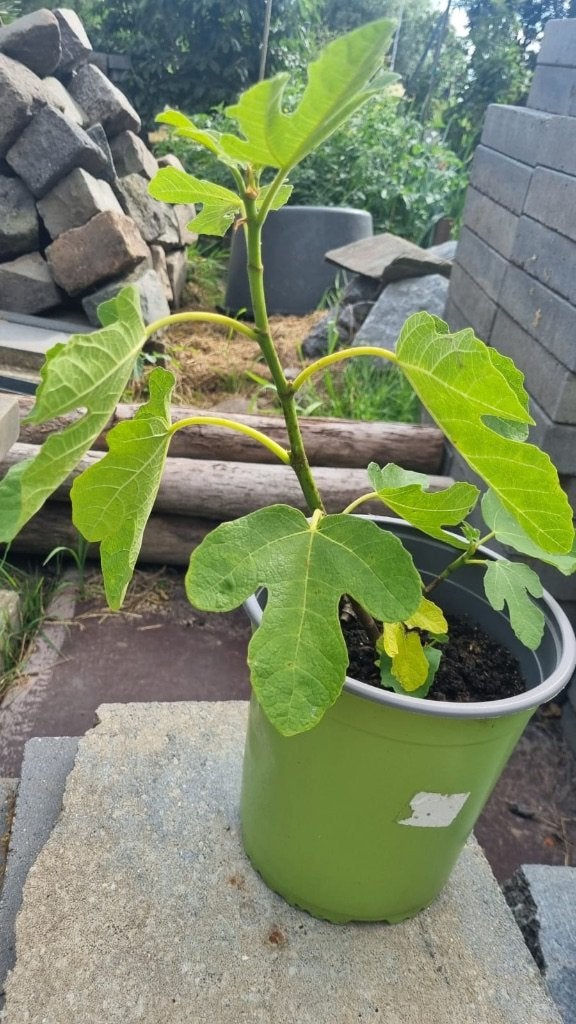 Vijgenboom, Ophalen, Volle zon, Vaste plant, Zomer