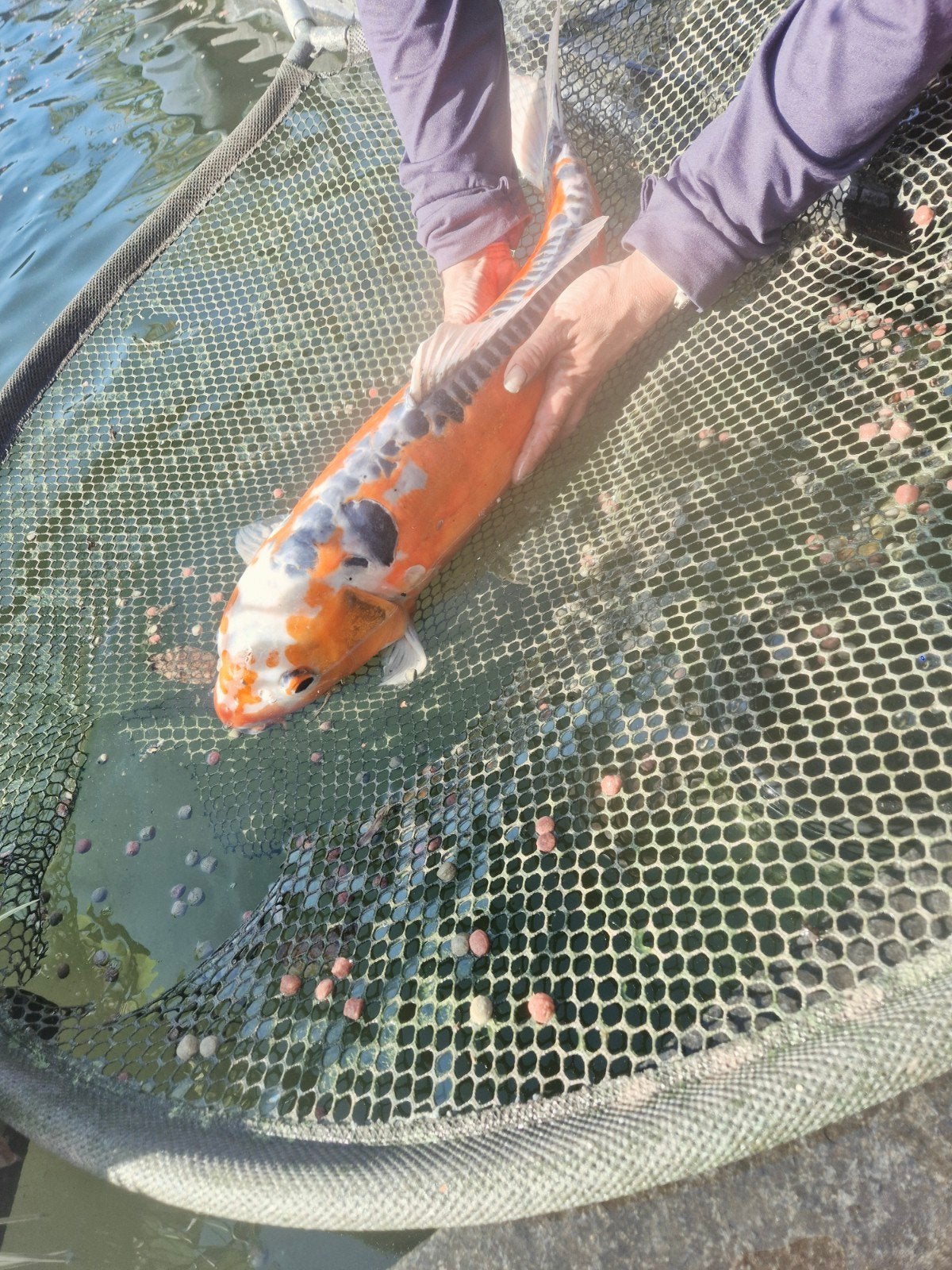 grote koikarpers vanwege stopzetten hobby!, Karper of Koi