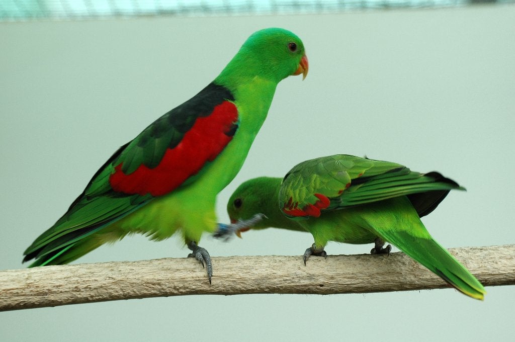 Te koop Jonge Roodvleugels geringd 2026, Dieren en Toebehoren, Vogels | Parkieten en Papegaaien, Meerdere dieren, Parkiet, Geringd