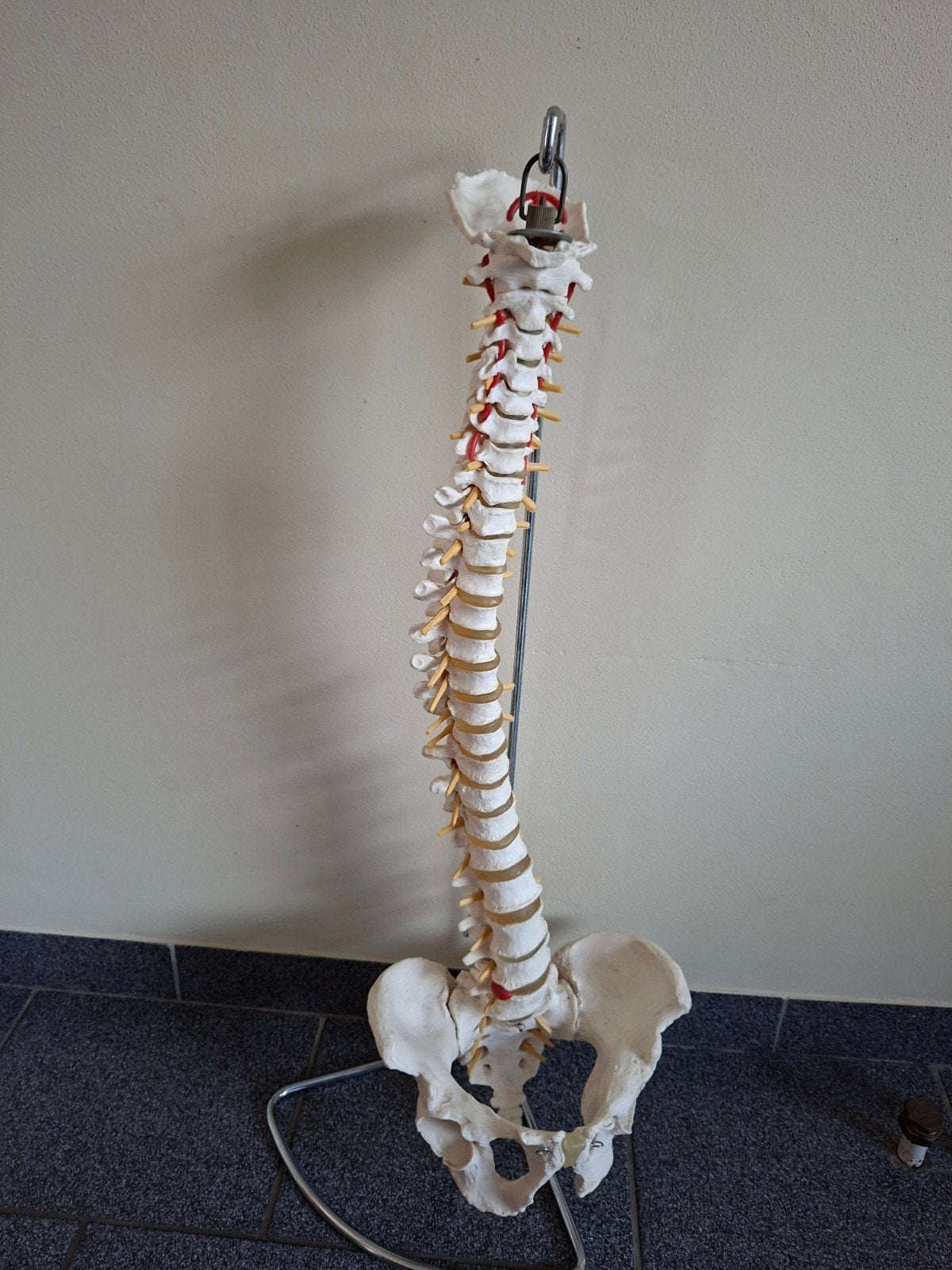 anatomische wervelkolom inclusief standaard, Ophalen of Verzenden