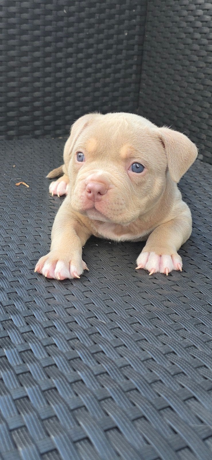 American Micro Bully Lilac Tri Pups | ABKC | Top Bloedlijnen, Overige rassen, 8 tot 15 weken, Parvo, Meerdere