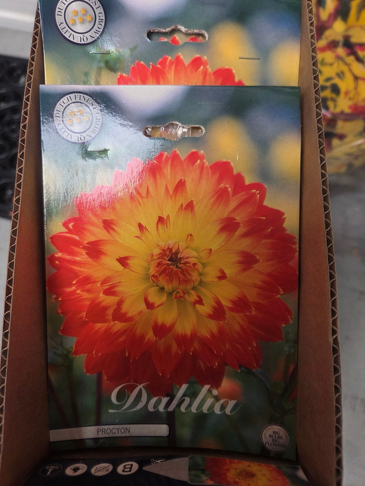 Dahlia 'Procyon' Knol - Oranje/Geel Bloemenpracht, Ophalen of Verzenden, Voorjaar, Volle zon, Knol