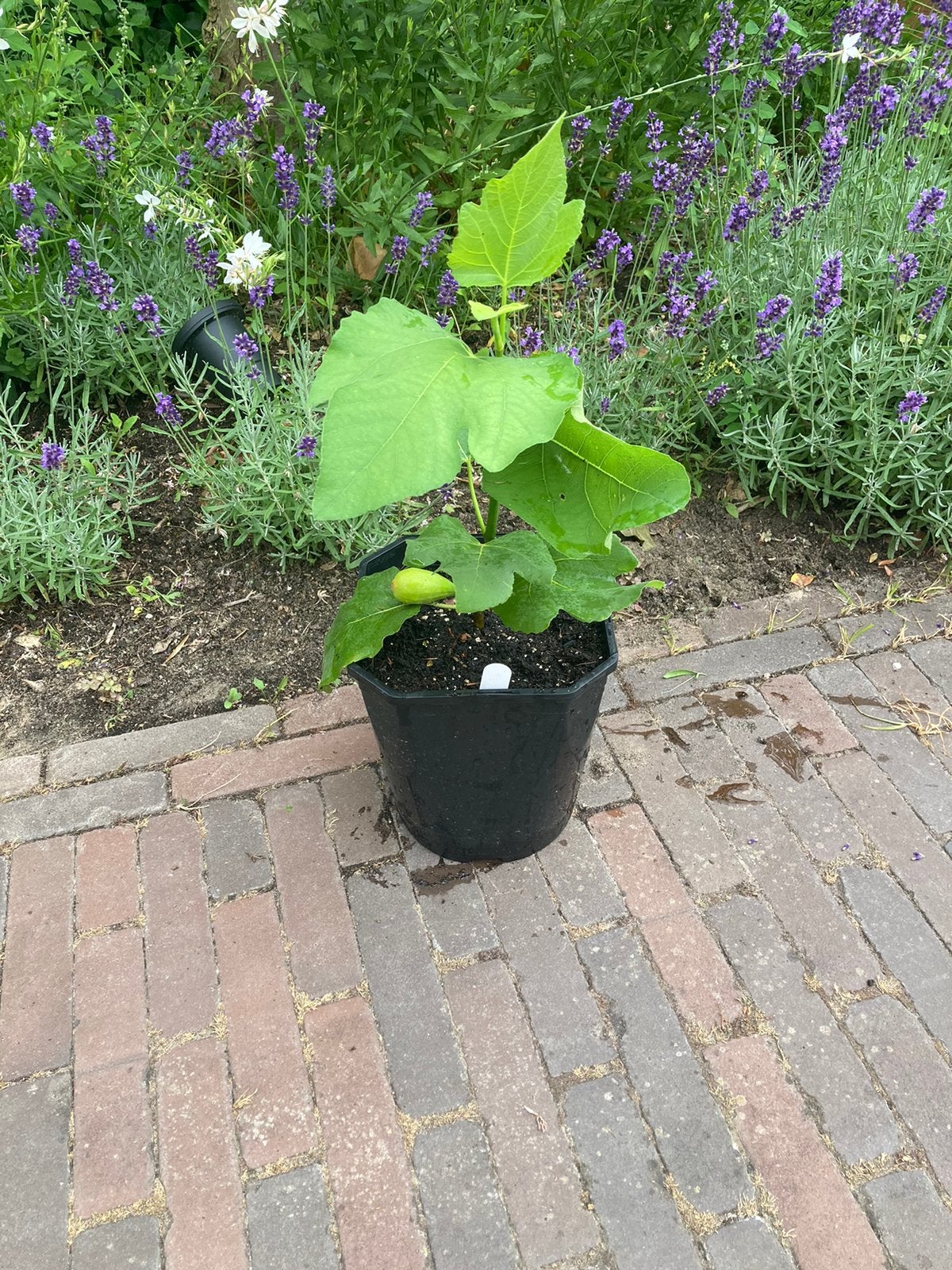 Vijgenboom "Verdolino" (persoonlijke favoriet), Tuin en Terras, Minder dan 100 cm, Volle zon, In pot, Ophalen of Verzenden