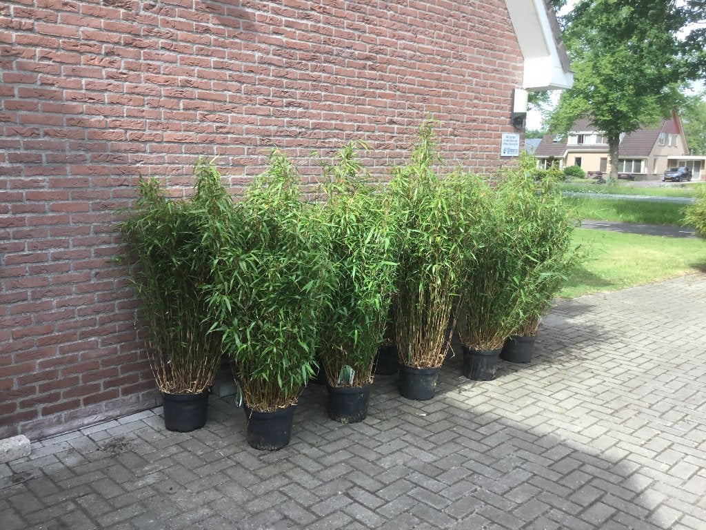 Fargesia Robusta Formidable, niet woekerende bamboe!!!, Volle zon, Vaste plant, Bloeit niet, Ophalen