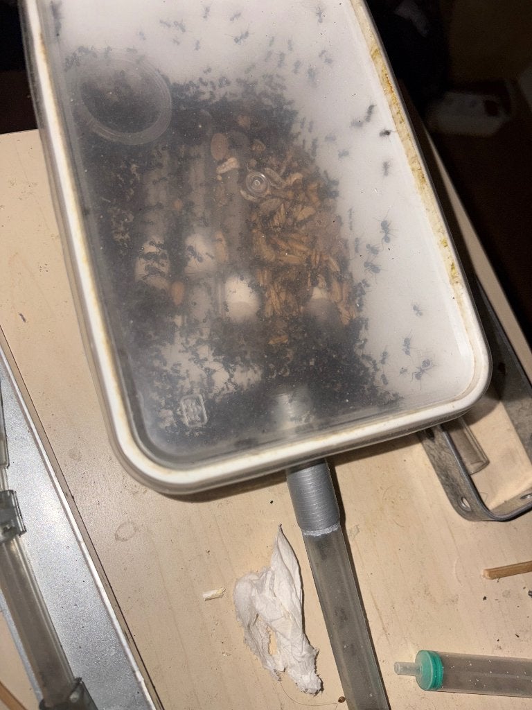 Messor Barbarus grote kolonie, Mieren