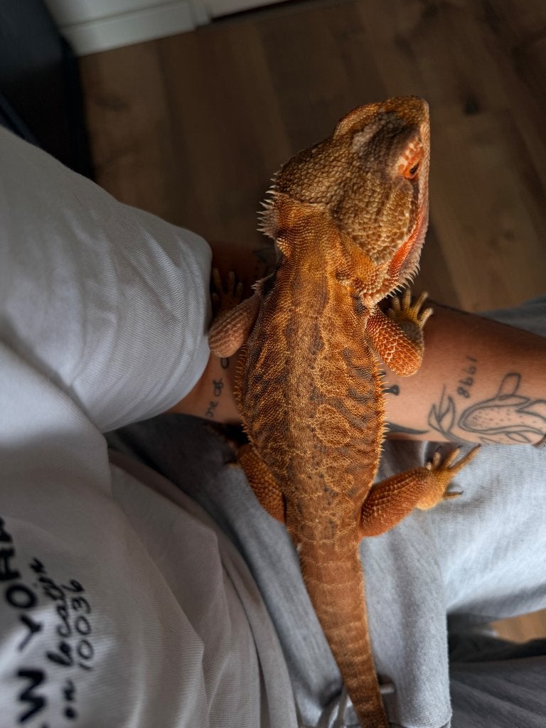 Baardagaam met toebehoren, Ophalen, Zo goed als nieuw, Terrarium of Paludarium