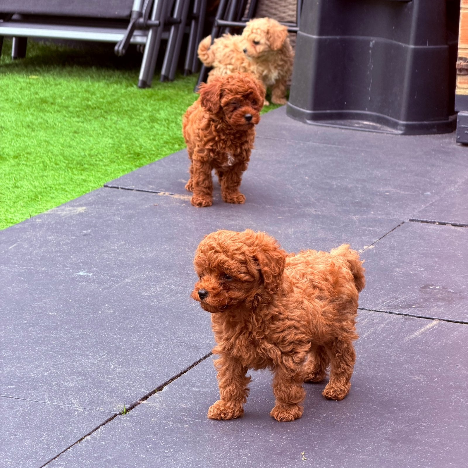 Toy poedel / Toy poodle puppy’s, Poedel, Parvo, 8 tot 15 weken, Meerdere