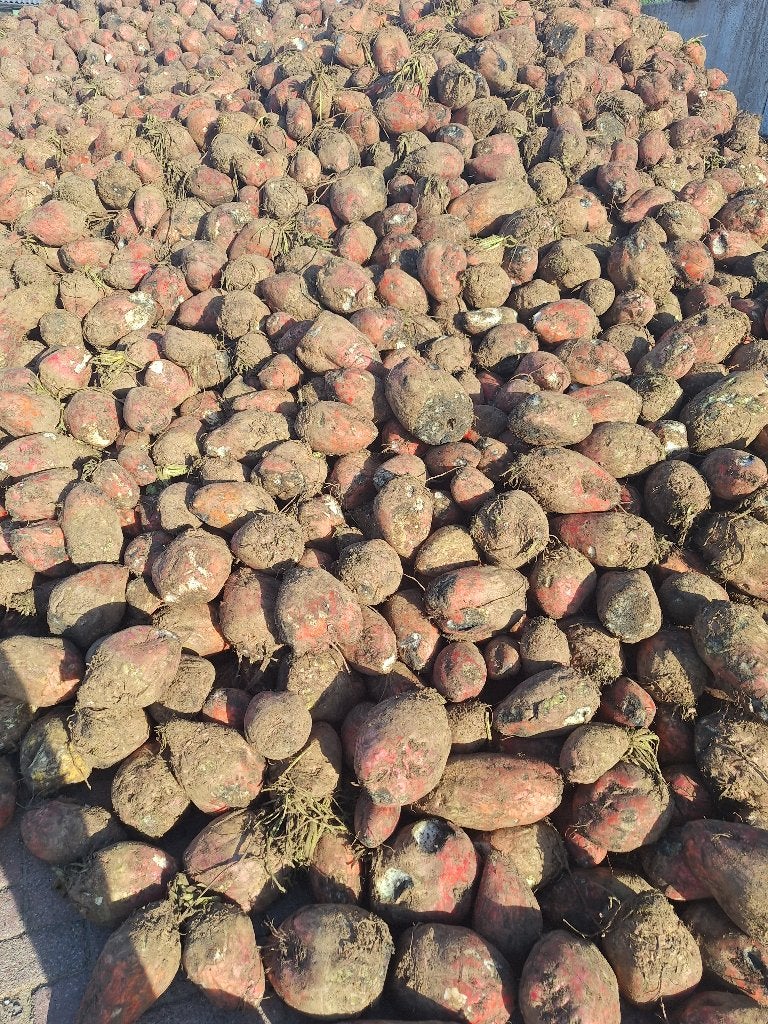 Voederbieten, Dieren en Toebehoren, Ophalen, Vee