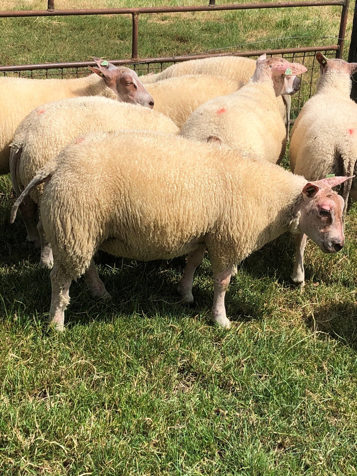 Rouge x Texelaar dekrammen dekram, Mannelijk, Schaap