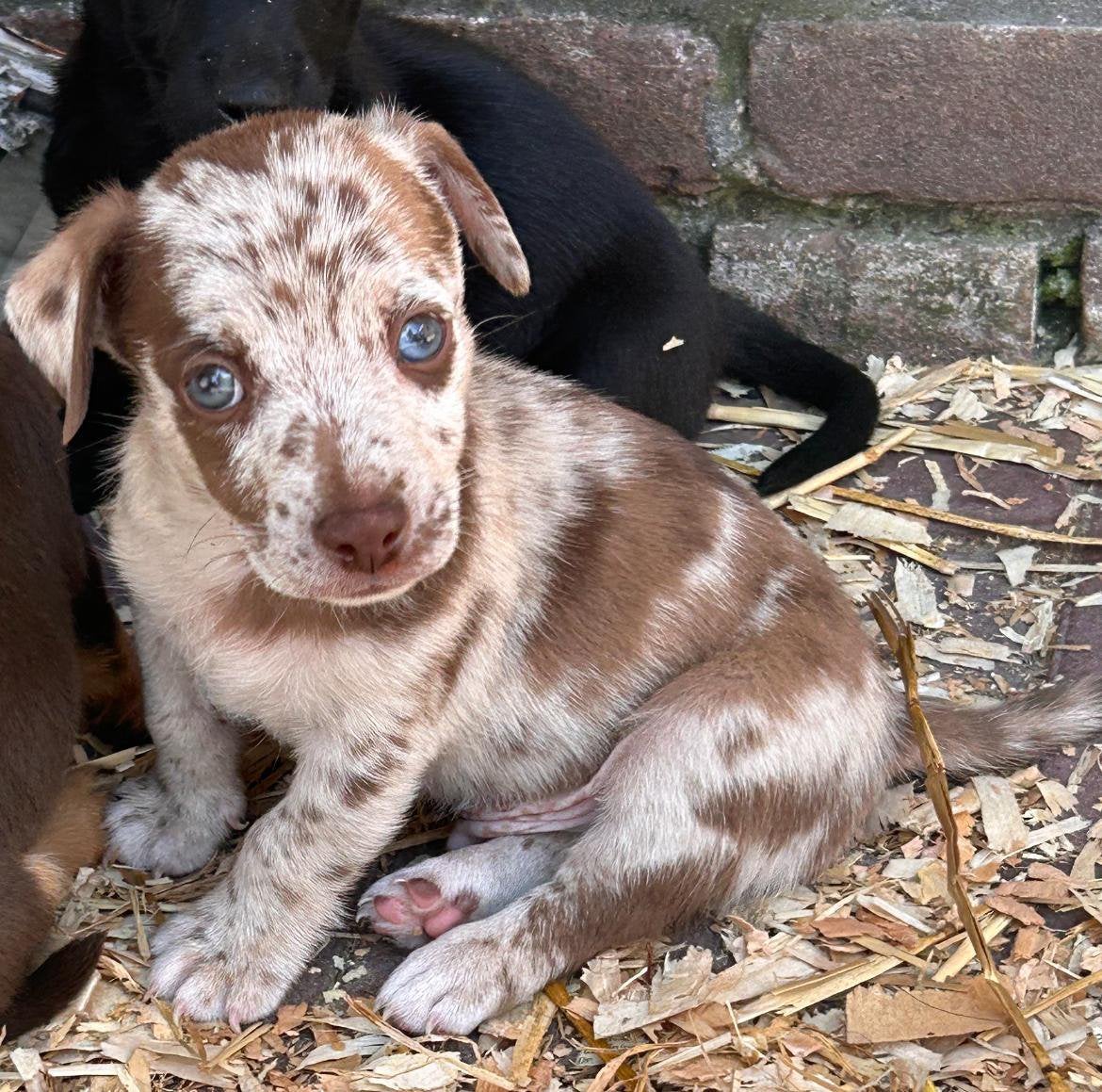 Jack Russel pups, Parvo, Jack Russell Terriër, 8 tot 15 weken, Meerdere