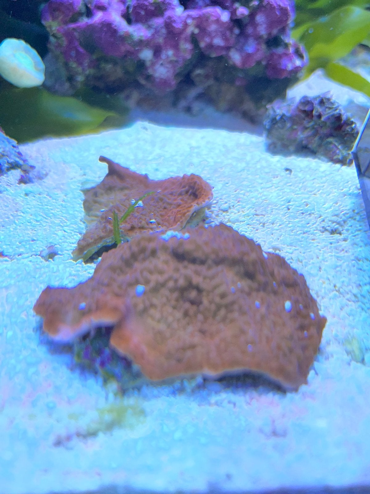 Montipora plaat rood stekjes voor zeeaquarium, Dieren en Toebehoren, Overige typen, Zoutwatervis