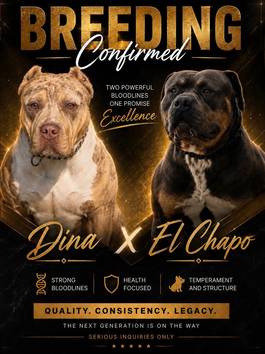 AMERICAN BULLY XL PUPPYS / ROND 23 juni!, Dieren en Toebehoren, Honden | Bulldogs, Pinschers en Molossers, 8 tot 15 weken, Bulldog