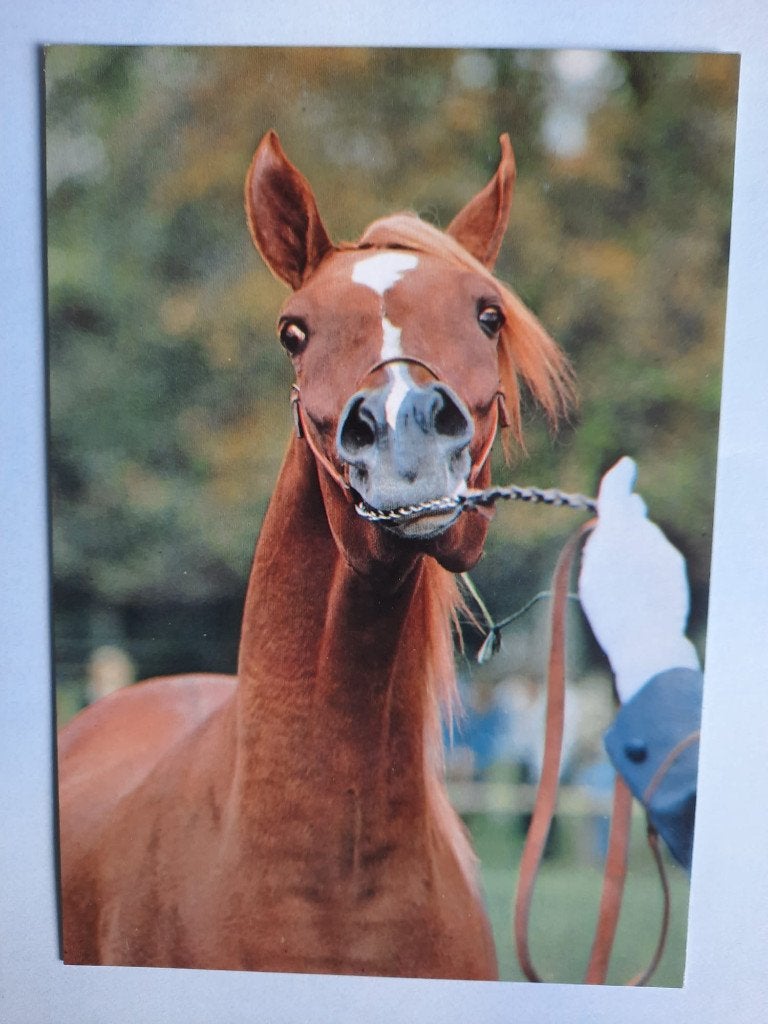 ansichtkaarten paard veulen ARABIER, Ophalen, 1980 tot heden, Ongelopen, Paard